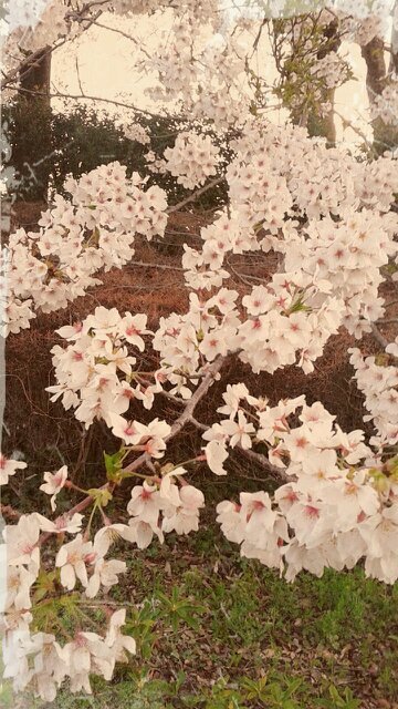 ♥ Family ＆ cats/ birds/ Painting/ Natural ＆ Japanese food #脱原発に一票 #戦争反対