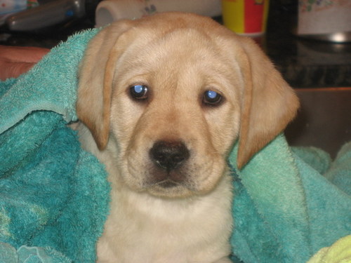 Attorney, Residential Real Estate, Labrador Breeder, Medical Meeting Planner and NFP Association Management