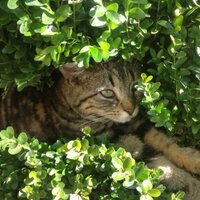 NoFlyZone 4 Ukraine 🇺🇦NOW! (@ausloescher) Twitter profile photo