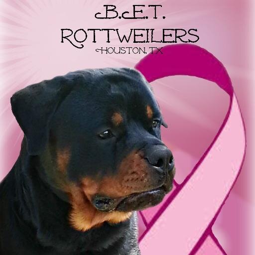 Wife, Mom, and MawMaw 💕 I am a 3x cancer survivor 🌸 I have loved and raised Rottweilers for over 30 years.  Draft horses are my love as well.