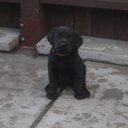 Bonnie Lawrence - @BonnieWoofs - Twitter