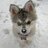 AwwwAnimaIs's profile image
