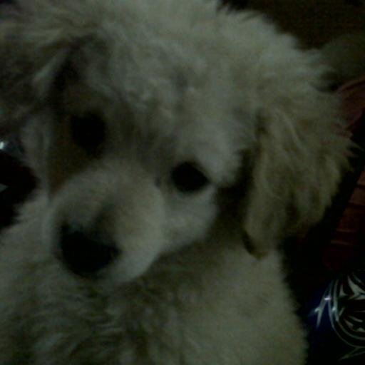 carlitacorzo1's profile picture. 