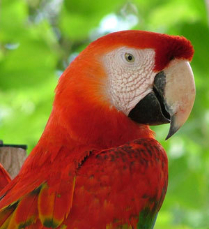 paulytheparrot's profile picture. I'm a parrot dude...a little paranoid,  with a lot of attitude. I learn quick so watch what you say around me.  I'm for Sale $2500