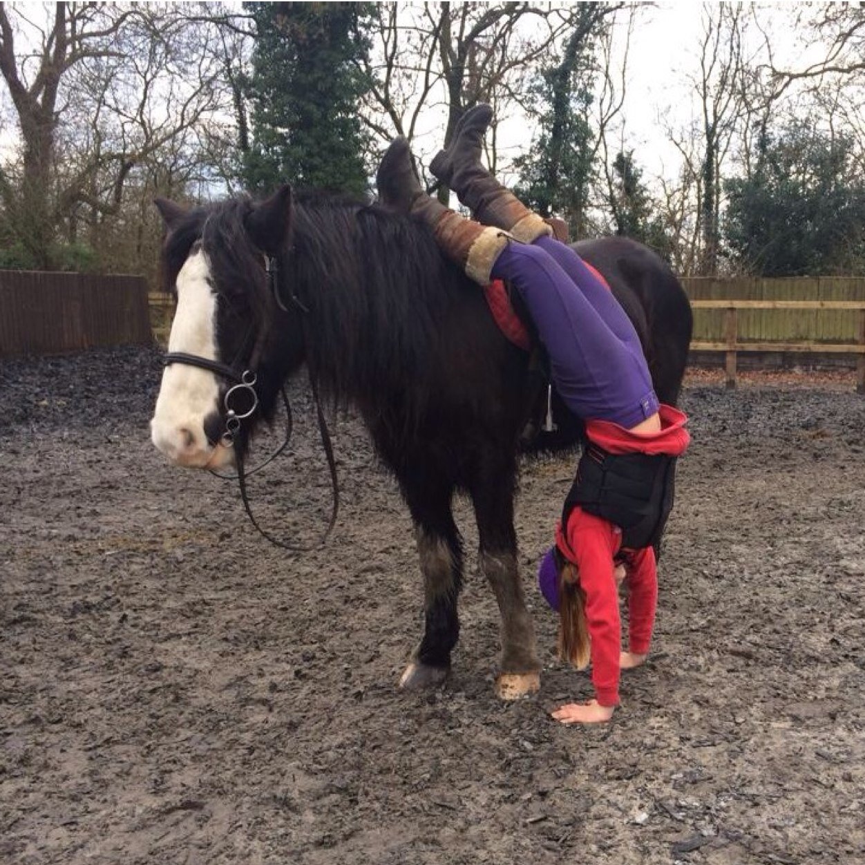 the_horse_life1's profile picture. 