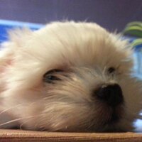 p4umodoo (@2belp) 's Twitter Profile