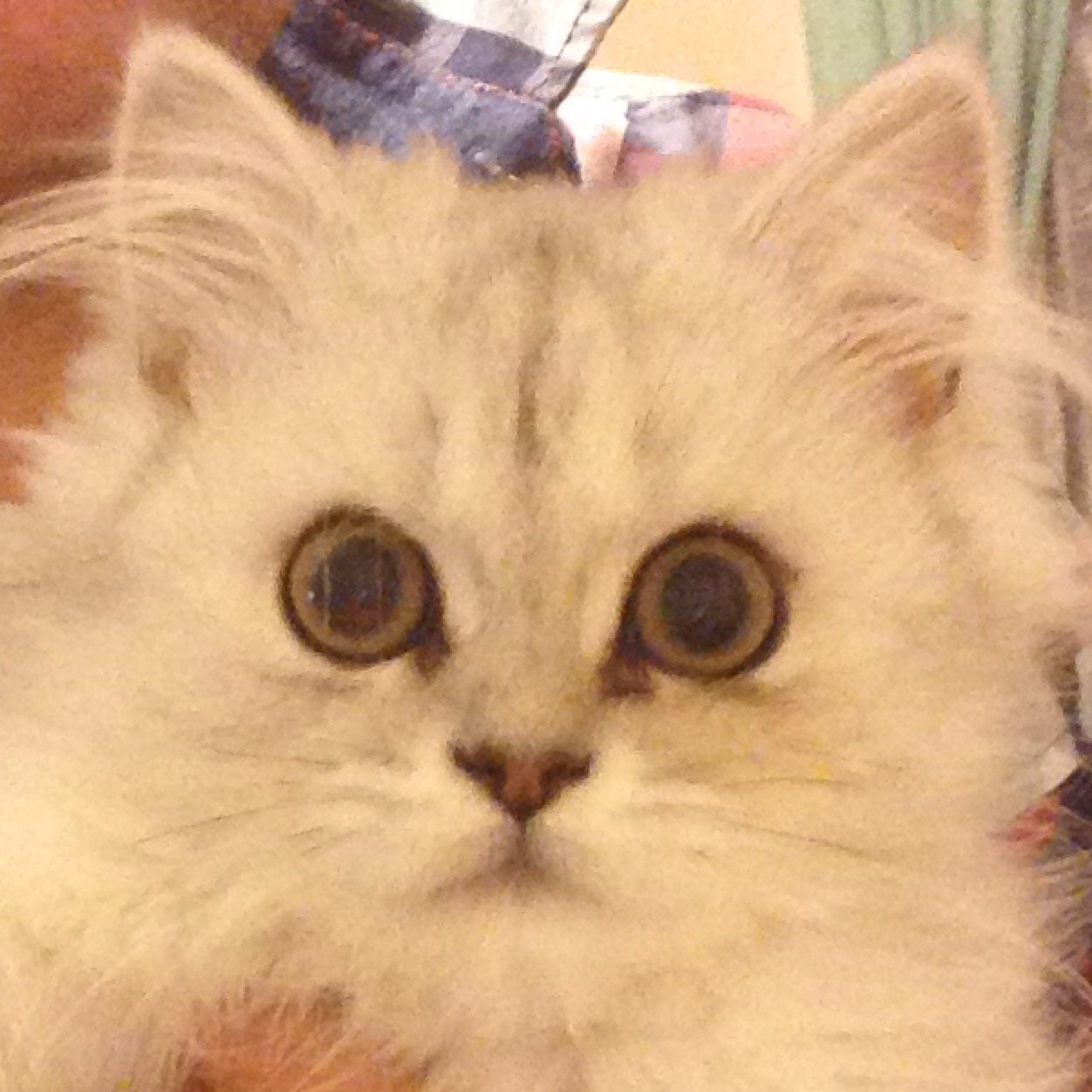 AyseKayaYildiz's profile picture. 