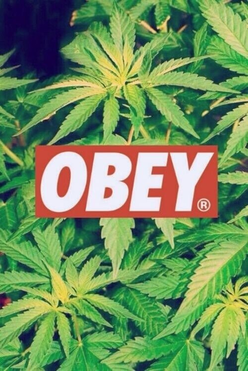 stay trippy