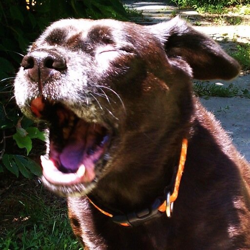 Episcopal Priest at Christ Church Pompton. Homemaker for smelly dogs. Gardener for bossy deer. ENFP.