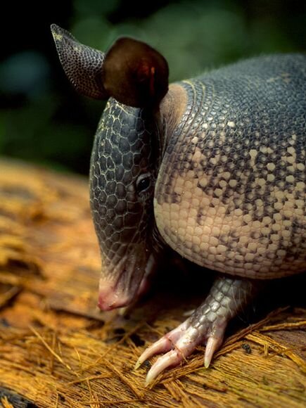 DilloRacer's profile picture. Most famous armadillo in the world. Shop Steward for International Armadillo Racing Union. Leader in career racing wins. Fun at parties. Worm aficionado.