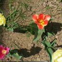 Ebru Mutlu (@006_ebru) Twitter