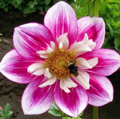 oregonwmn's profile picture. 