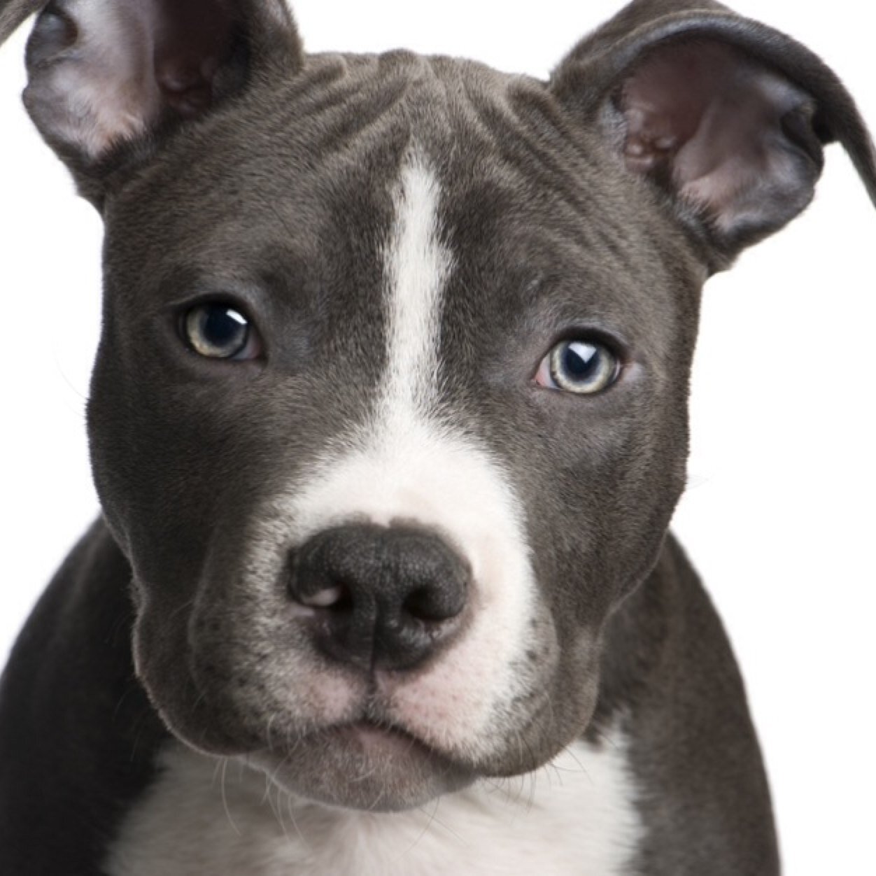 If u judge pitbulls, then u judge me.... I want to dedicate my life to the breed of pitbulls
