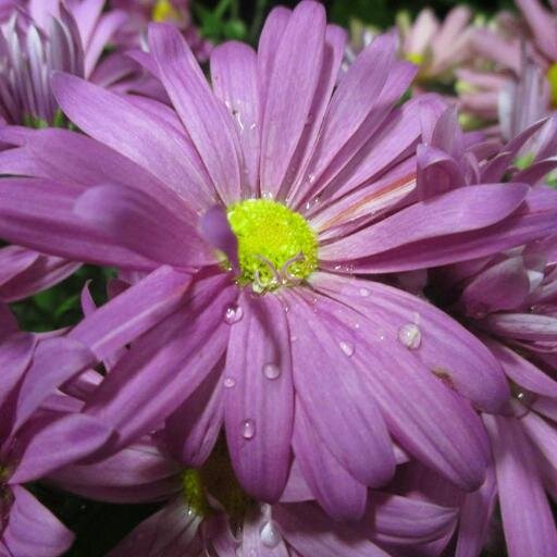 constancecarlse's profile picture. mother of five and shop owner as well as phlebotomist