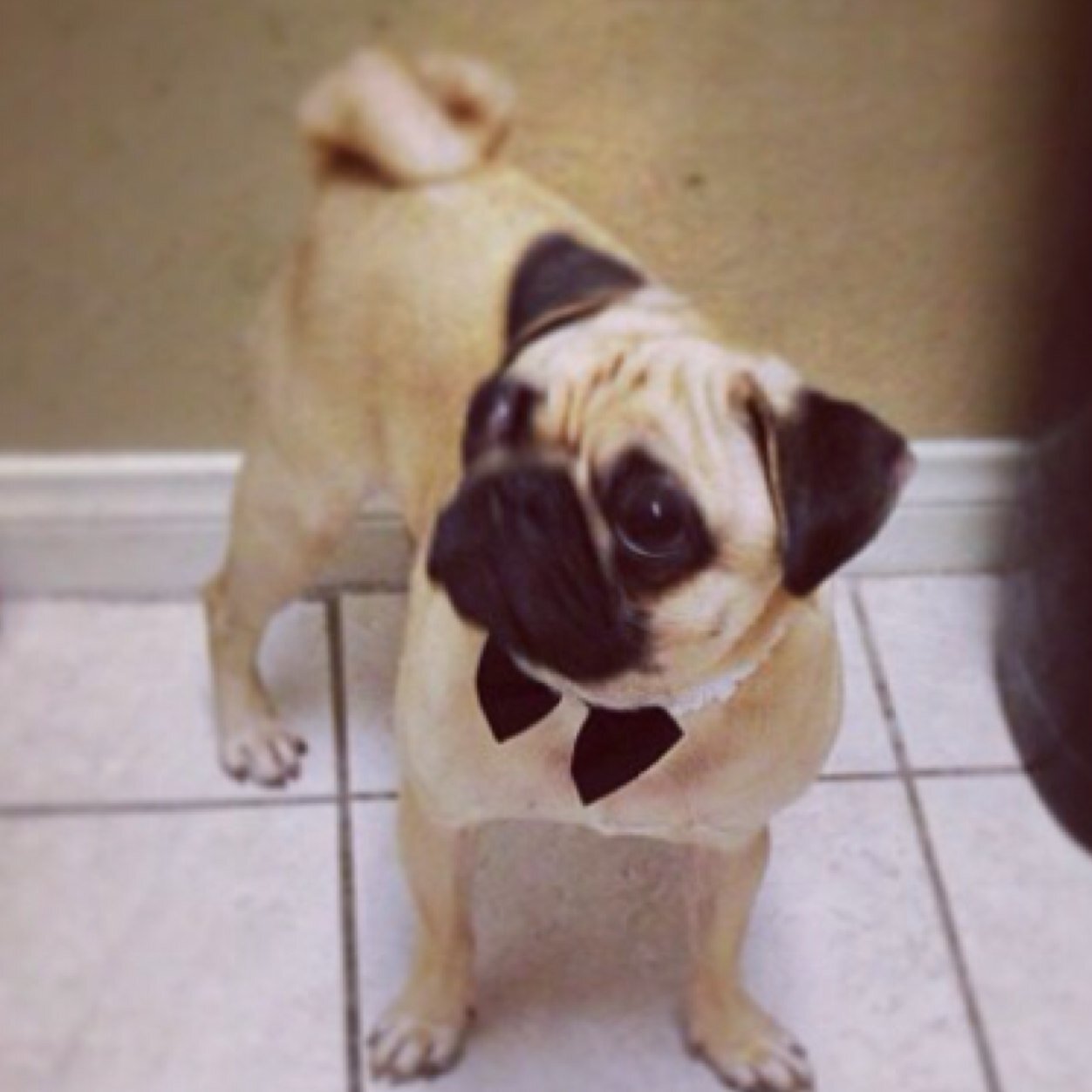 dignifiedpug's profile picture. will sell my soul for chicken. i own @jdiaz112081 and @mariyaranieli