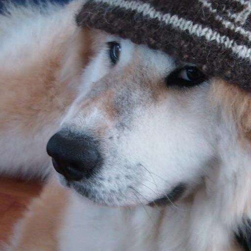 SongeLeReveur's profile picture. 