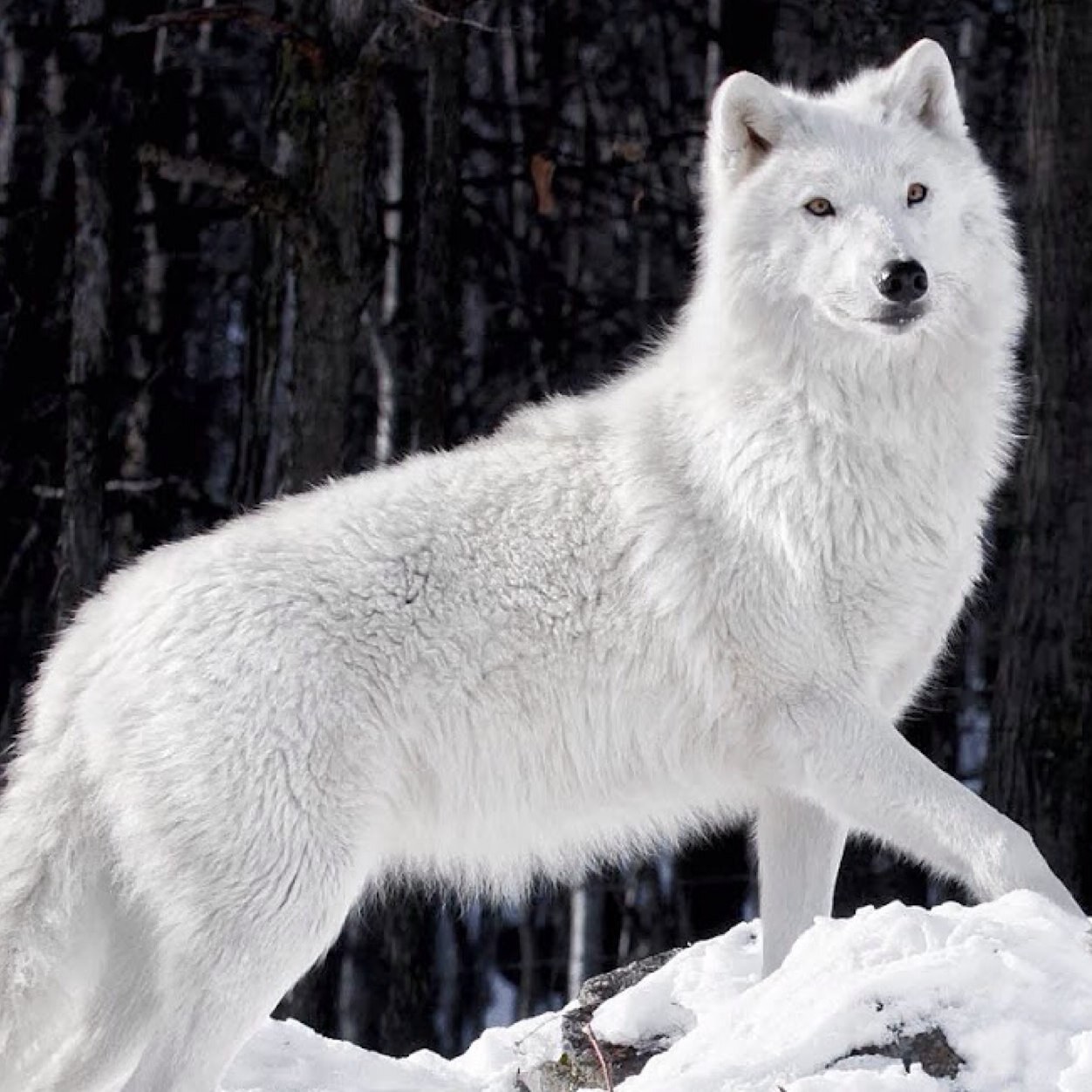 Just a loner wolf who comes from the many lights of the moon and adventures at night more than the day {RP|AnyFandom}