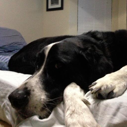 Uoplax13's profile picture. Just another badass.