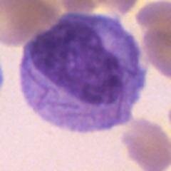 Scott C Kogan MD Profile