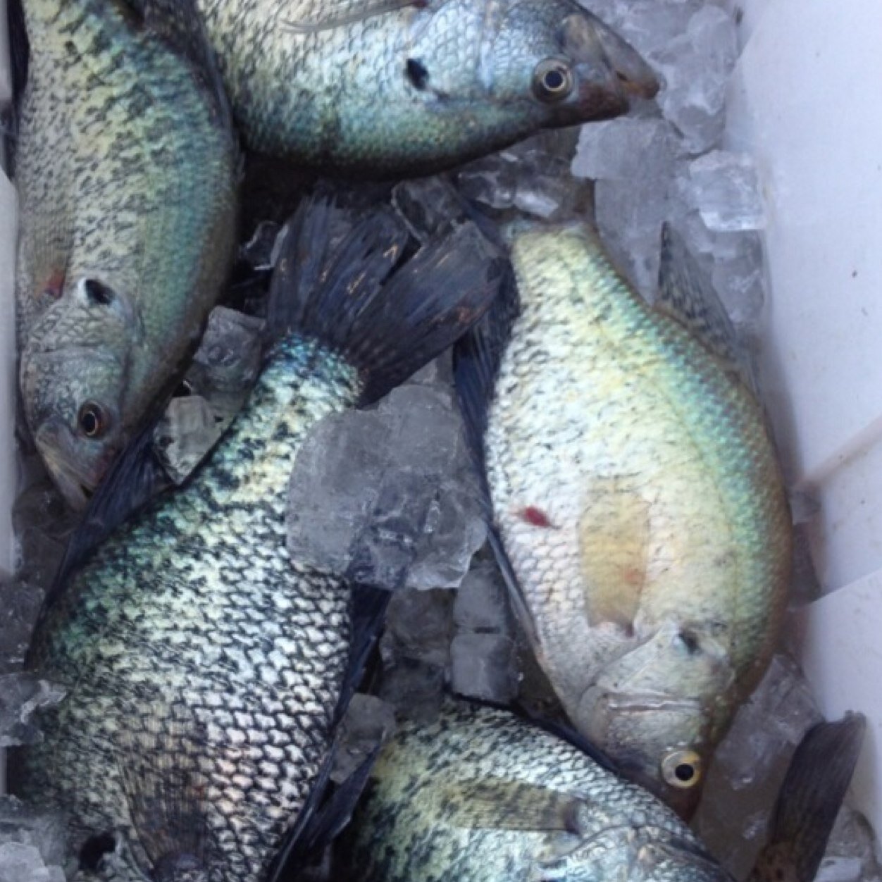 my pasion for crappie fishing pushes me to explore off the beaten path! Winter, summer, spring or fall, Im catching crappie! Lets talk crappie!!!