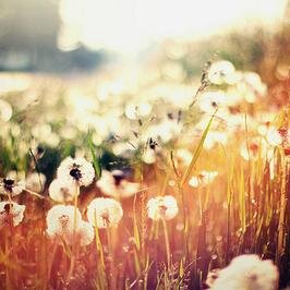 Nellie Roots on Twitter. Nature & Recovery Website by Jenna-Madeleine Martin