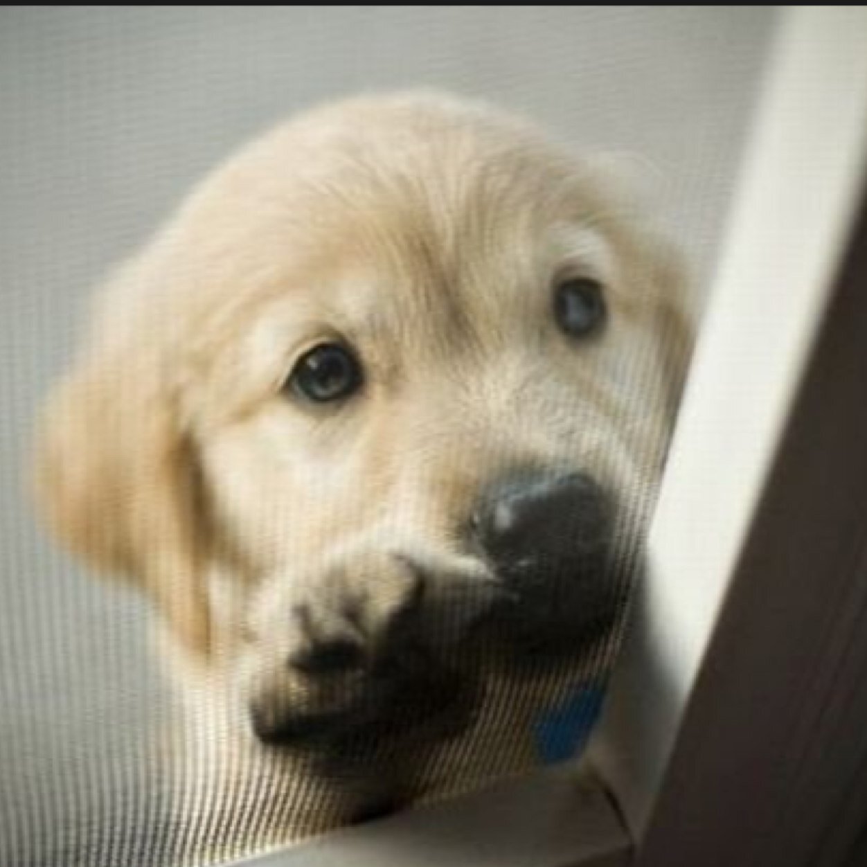 Tweeting the most adorable pictures daily!