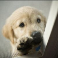 Simply Adorable (@simplyadorabie) 's Twitter Profile