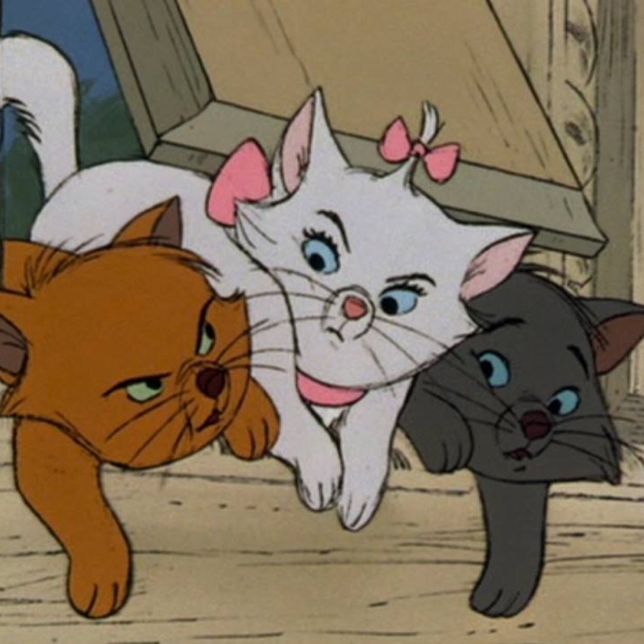 Si amas los gatos, sigueme.