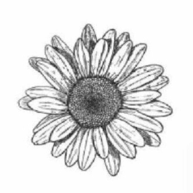 sh3l33's profile picture. 