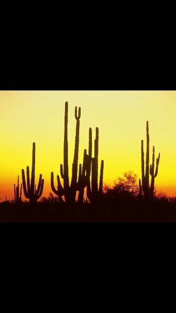 TheUrbanSaguaro's profile picture. I am a food blogger and critic! Follow me on my epic journey to find delicious places in Arizona!