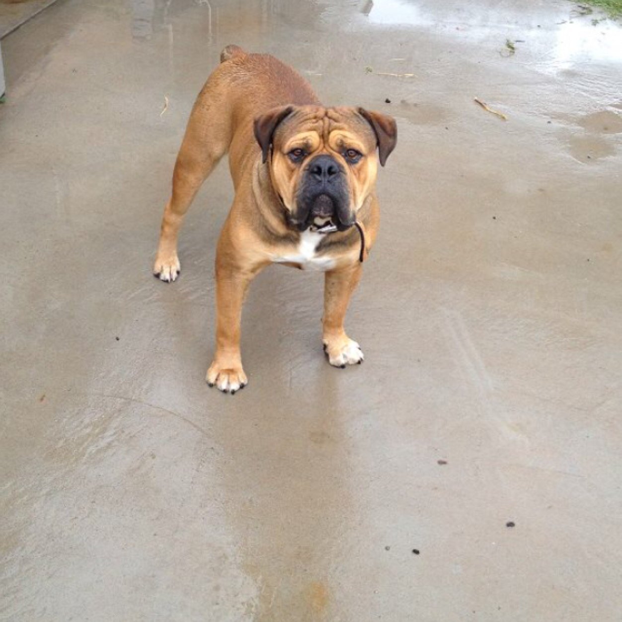 Ozzy_CookieDuke's profile picture. Hi I'm Ozzy.. I Love to be lazy, lay in the sun, play ball & eat!! My sister Cookie is the shiznitzel...and Duke-Dukester is my brother from another mother! Lol