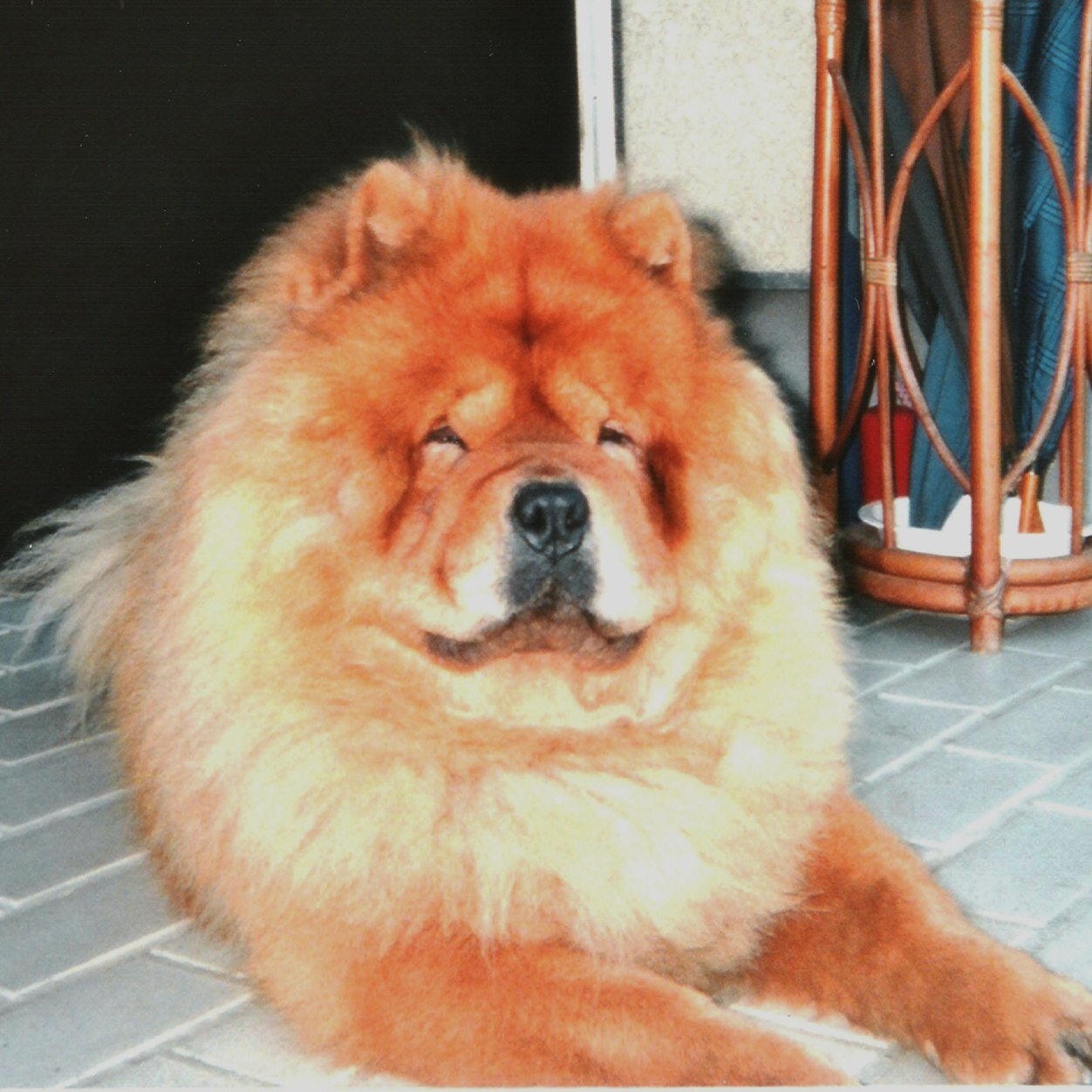 眼科開業医です。横浜出身。rakiは昔飼っていたチャウチャウ犬の名前です。 歴史学が趣味です。