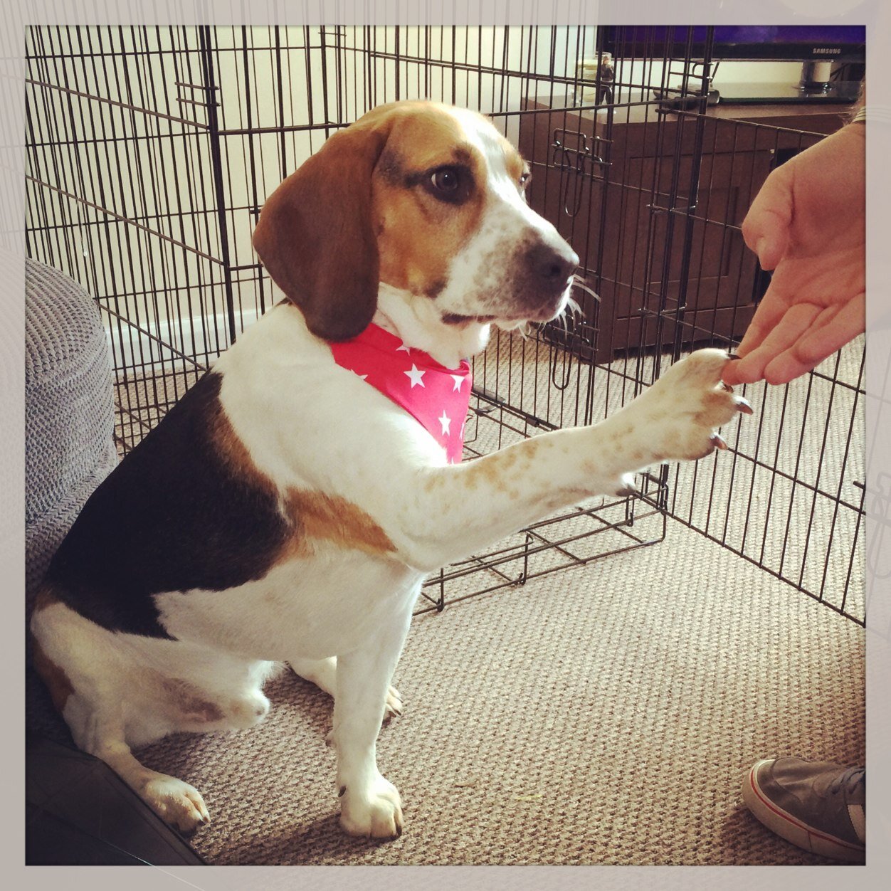 Mum of 3 crazy girls, nutcase, fibro/ME survivor, comedy lover, cake fan and serious beagle addict