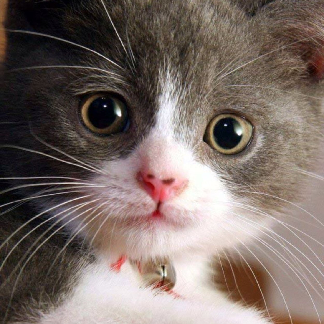 Roblox202Bum's profile picture. 