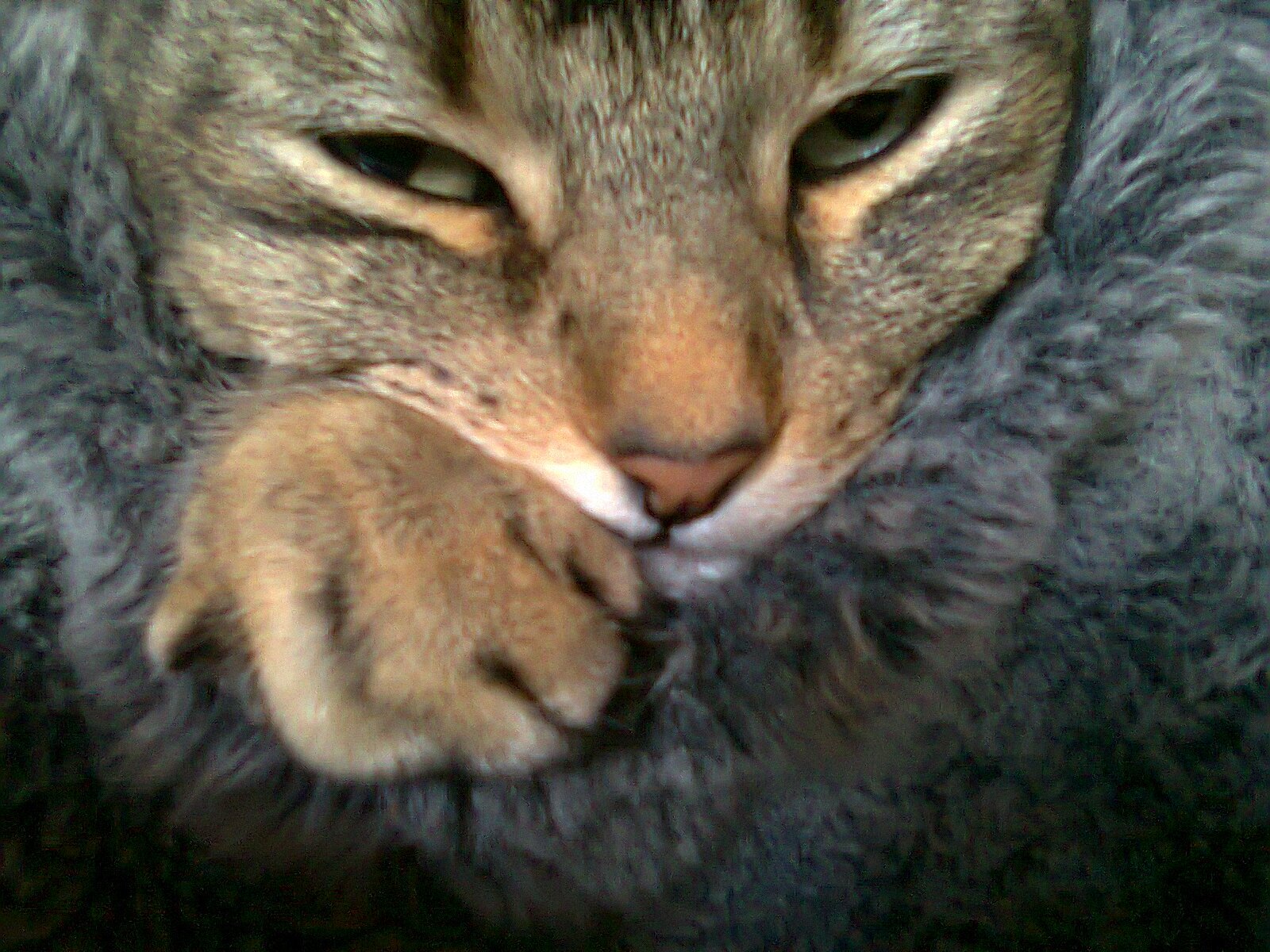 puddypurrloiner's profile picture. Green eyes, pink nose, tiger stripes on my arms and fluffy ticked grey fur
