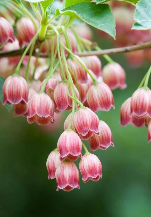 Profwilmysvasqu's profile picture. Madre y maestra. Que quiere ser la mejor maestra de mi país.