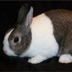 DylanCarl2's profile picture. 