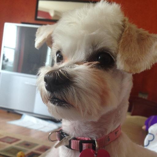 cedcas's profile picture. A distinguished information technology professional with two decades of expertise in information technology.