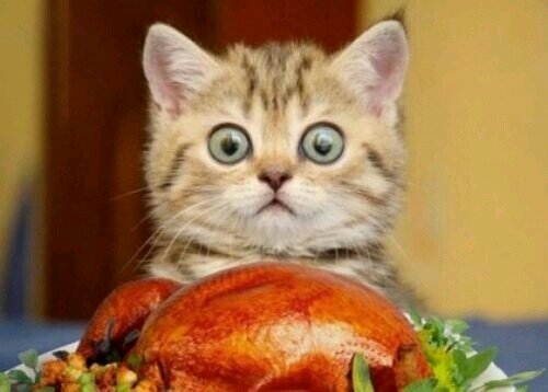 I tweet from tumblr...i can't think of more to say...bio's are hard!