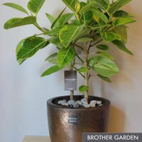 BrotherGarden (@brothergarden) Twitter profile photo