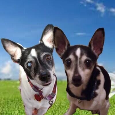 KesWithIrv's profile picture. Kes is Livvie the Rat terrier's (@gigglingr) brofur.  Irv is @ArlieJo's brofur.  We are clowns and happy to have homes!  Handle was formerly @KesTheCute!