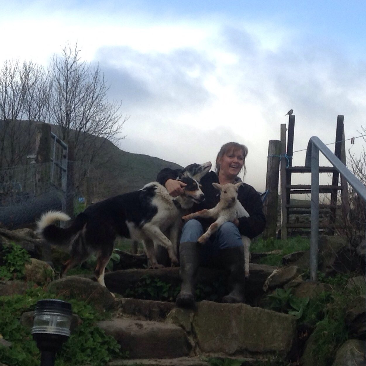 Hill Farming in #Eryri with my family. Lots of Sheep Cows Dogs & other pets! Campsite & Glamping