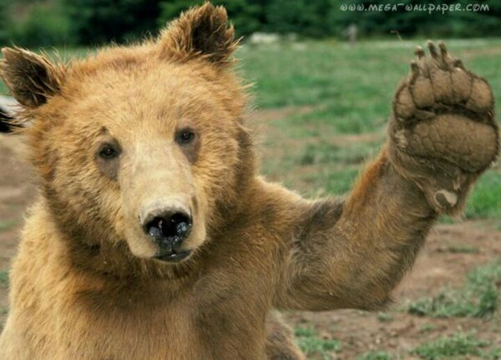 I am just your everyday average bear! Follow me for the coolest bear tweets ever. Btw yes, we do shit in the woods.