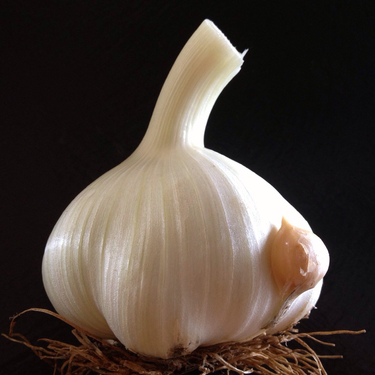 NatGarlicDay's profile picture. 