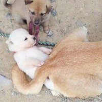 SecretP (@cemeps) 's Twitter Profile