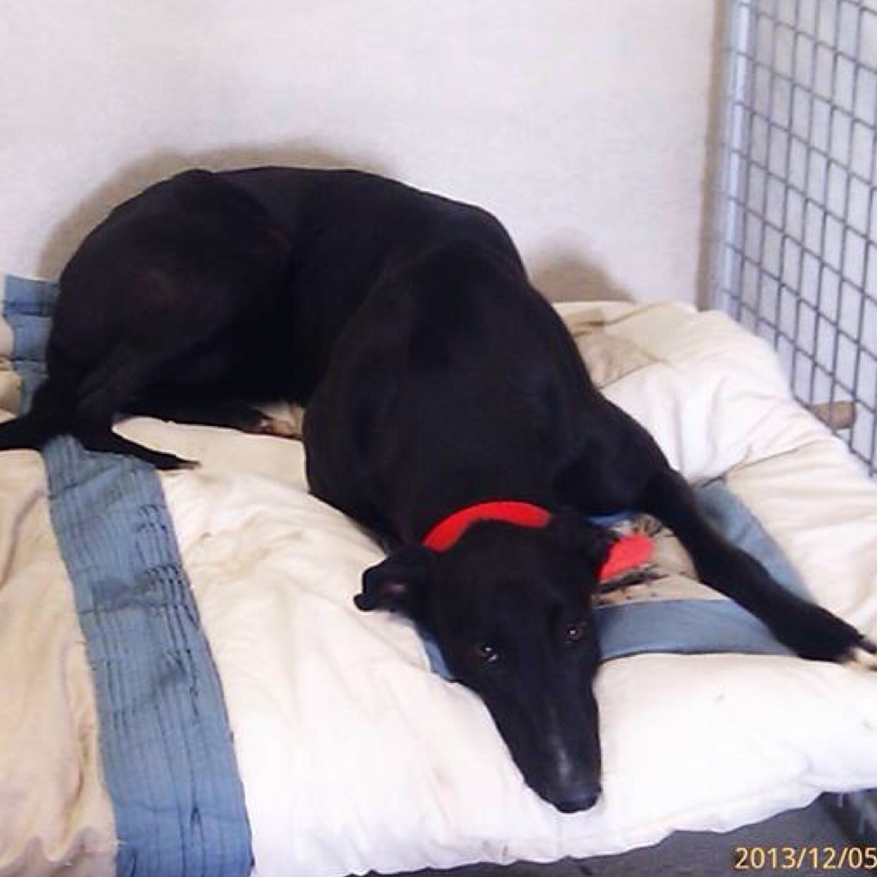 Rybora_Belle's profile picture. Litter sister to Rylee's Roulette and niece of the champion Rylee's Enforcer! Owned by Gerald & Matt Lanigan!