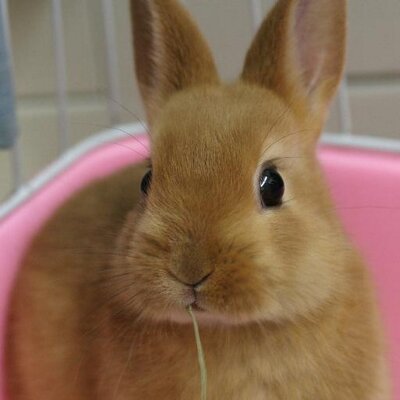 おこの