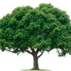 SaveTheTree1's profile picture. 