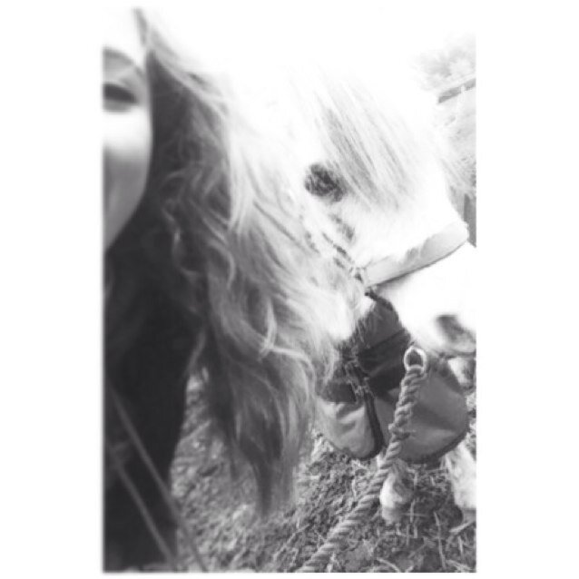 Uk • horses