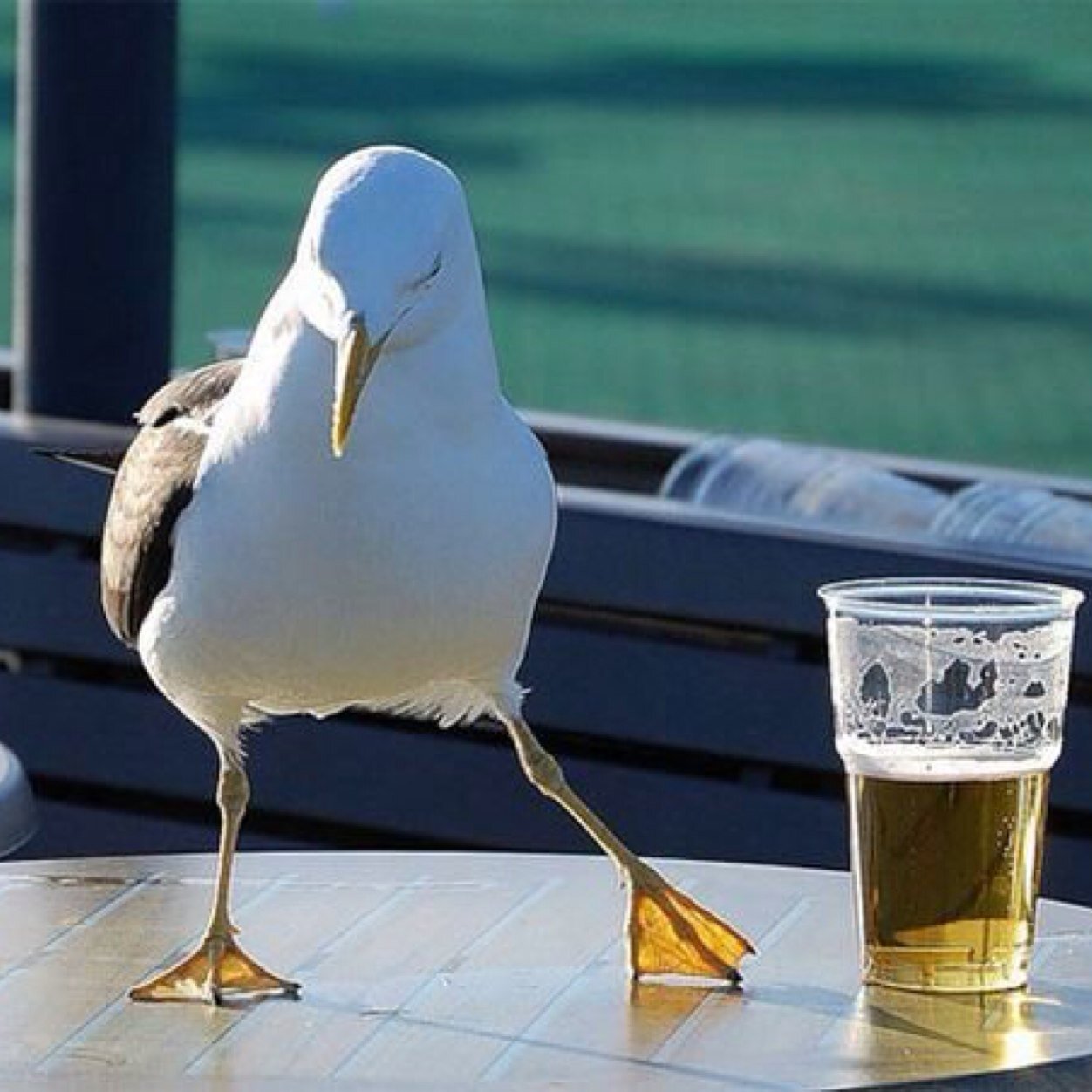 Im steve the seagull local mascot of seaside afc. the other bird in your life ;) #stevetheseagull #seasideafc #llanelli
